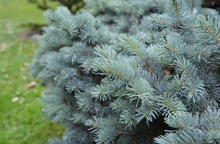 Blue Spruce
