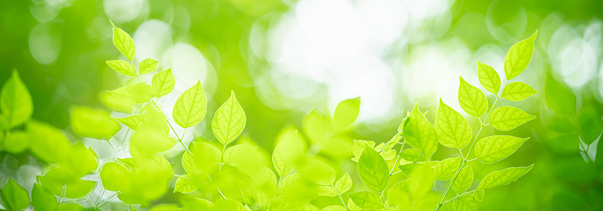 Transplanting a Maple Tree in Summer: Essential Tips to Keep in Mind 15 summer stock banner tt