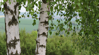 Paper Birch