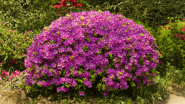 Fast Growing Shrub Azaleas