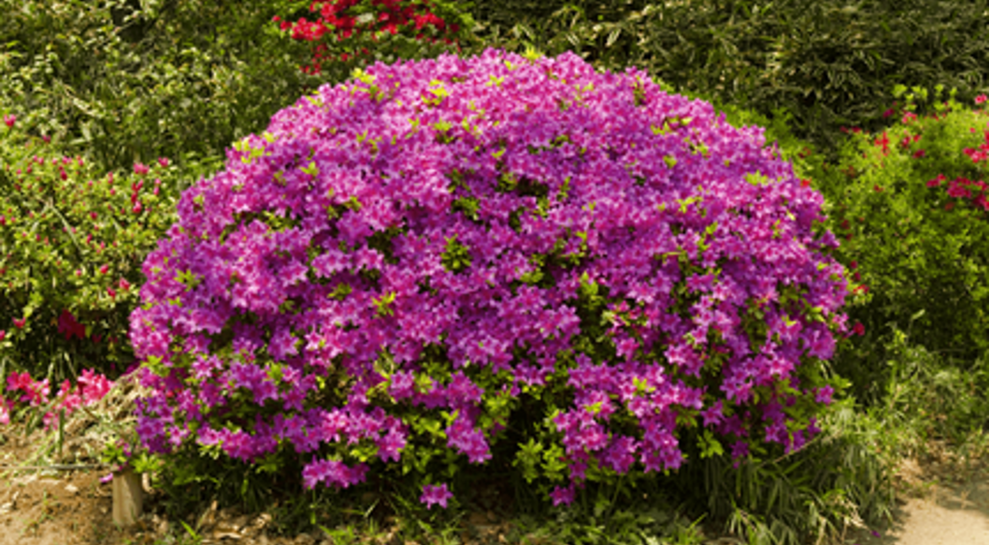 How to Grow Azaleas | Davey Tree
