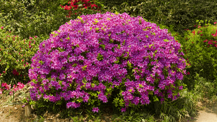 Fast Growing Shrub Azaleas