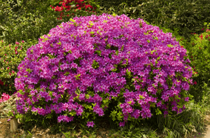 Fast Growing Shrub Azaleas