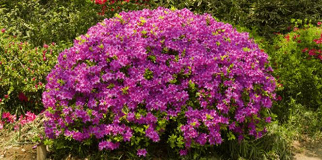 Fast Growing Shrub Azaleas
