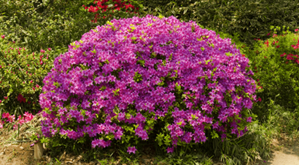 How to Grow Azaleas | Davey Tree