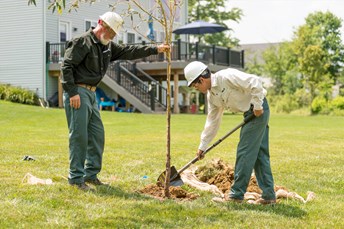 What Trees Increase Property Value | Davey Blog | Davey Tree