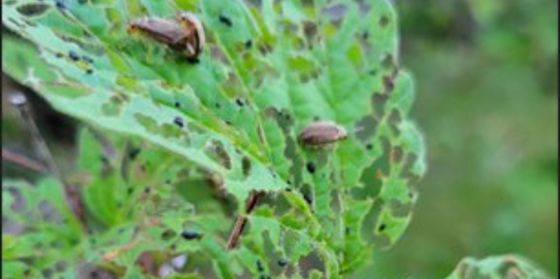 Tree Problems – The Top Tree Insects in Spring and Summer | Davey Tree