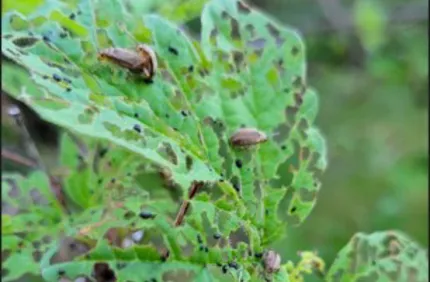 Viburnum Leaf Beetle 1