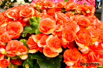 Begonias Stock Resize