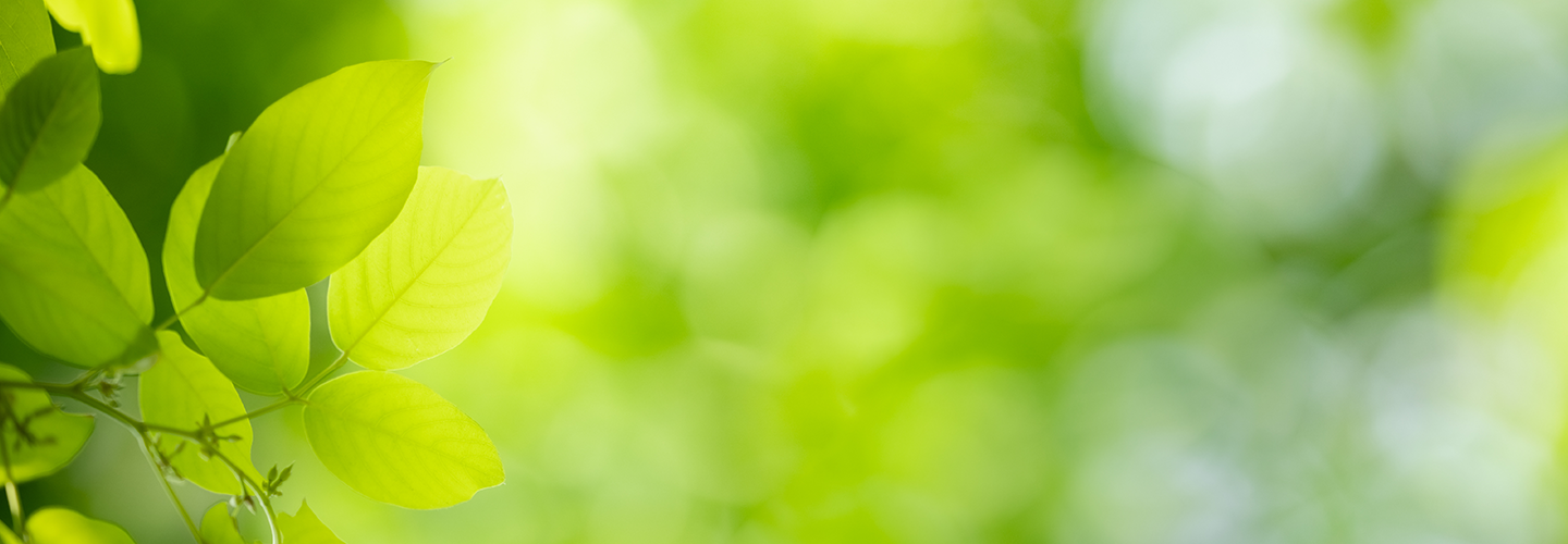 Why Are My Trees Not Leafing Out Davey Tree