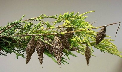 Bagworms On Juniper