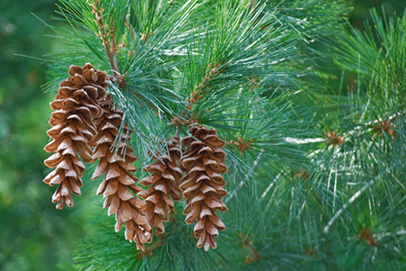 Pine Tree Cones