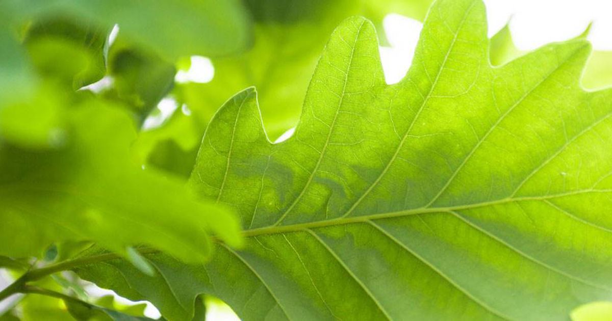 How to Get Rid of Spring Webworms or Eastern Tent Caterpillars | Davey ...
