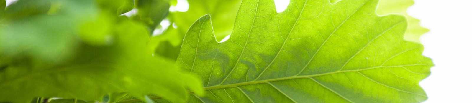 Best Dwarf Trees for Small Space Landscaping (Flowering and More ...
