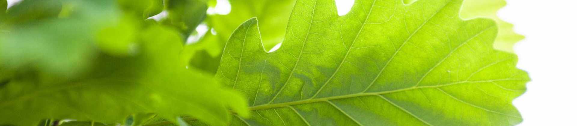 How to Get Rid of Spring Webworms or Eastern Tent Caterpillars | Davey ...