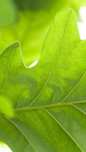 How to Get Rid of Spring Webworms or Eastern Tent Caterpillars | Davey ...