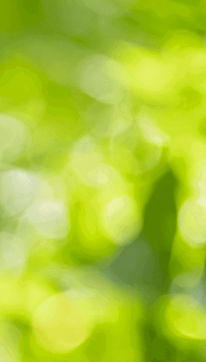 What Is Tree Topping and Why Topping Is Harmful to Trees | Davey Blog ...