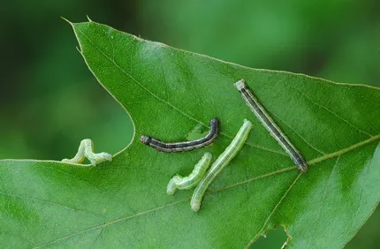 Pest And Disease Cankerworm Thumbnail 800X532