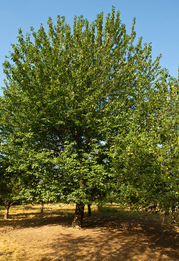 Hackberry Tree