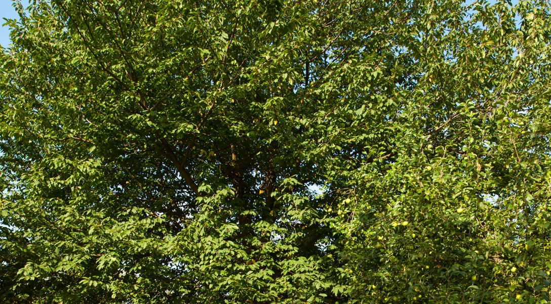 What's Killing My Hackberry Tree: Wooly Hackberry Aphids | Davey Tree