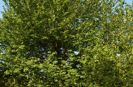 Hackberry Tree