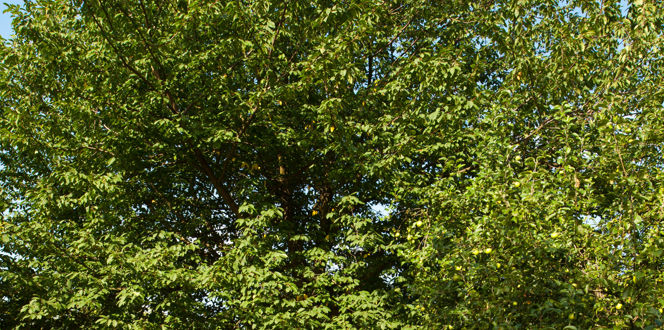 What's Killing My Hackberry Tree: Wooly Hackberry Aphids | Davey Tree