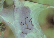 Eastern Tent Caterpillar