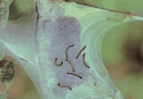 Eastern Tent Caterpillar