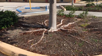 Tree Roots: Trees with Invasive & Non-Invasive Roots | Davey Tree