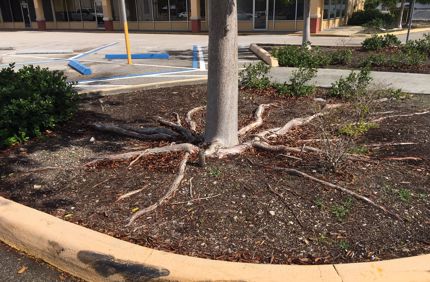 Roots Of Gumbo Limbo