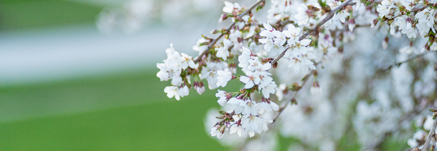 Tree Care Checklist: How to Keep Trees Health This Summer | Davey Tree