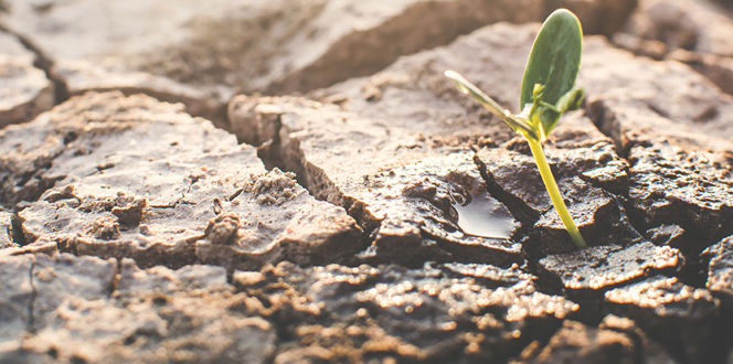 Heat Stress On Plants