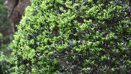 Slow Growing Shrub Japanese Holly