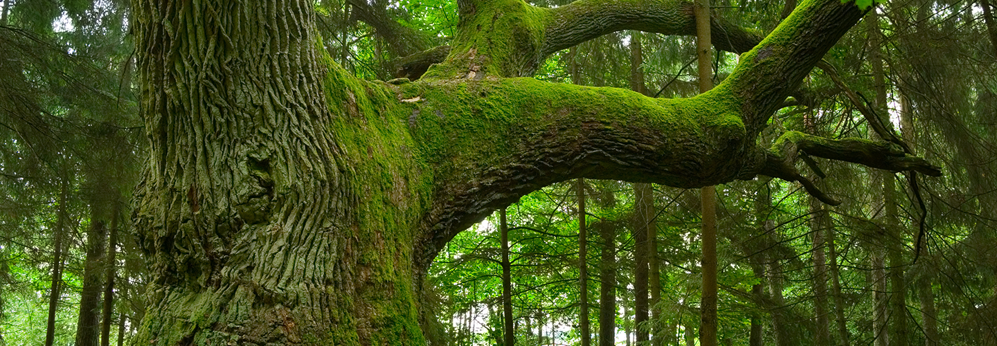 Tree Lichens How to Get Rid of Lichen on Trees Davey Tree