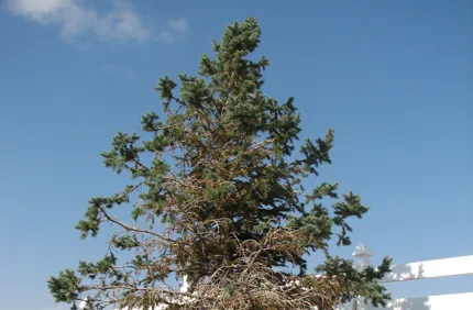 Zombie Tree