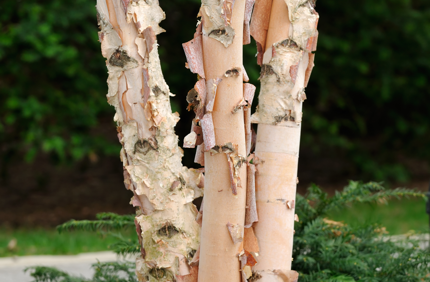 Birch