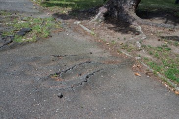 Tree Root Ruining Driveway Davey Tree