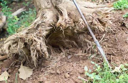 Davey Tree Trenching Through Tree Roots