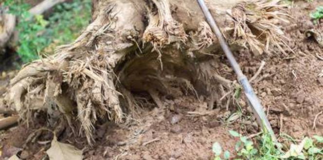 Tree Roots Underground Design