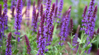 Early Blooming Salvia Perennials