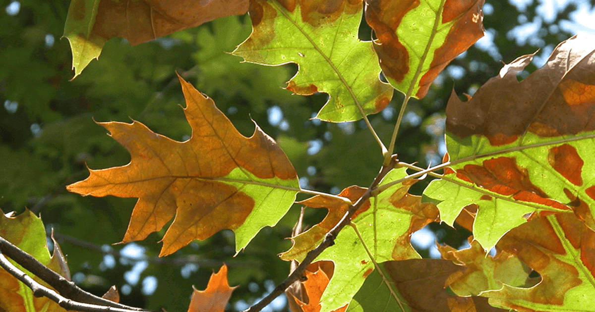 See Burnt Tree Leaves? Fix Leaf Scorch Symptoms with Treatment ...