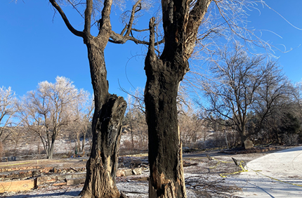 How To Treat Fire Damaged Trees