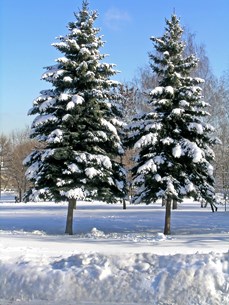 Snow Covered Evergreens