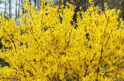 Whats Wrong With My Forsythia