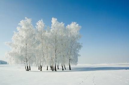 Can Trees Freeze To Death In Winter Frozen Tree Snow Ice Davey Tree