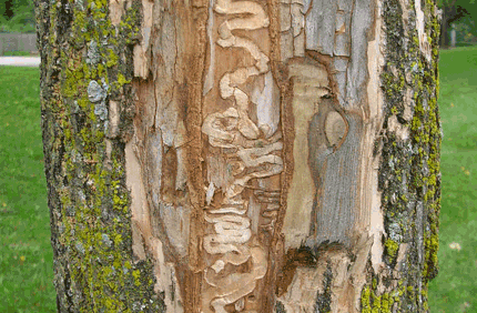 What Does Emerald Ash Borer Eat