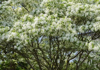 Fringe Tree Flowers