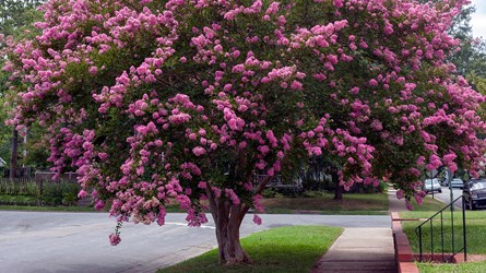 Crape Myrtle2