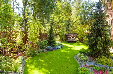 Will Pine Tree Roots Damage A Foundation