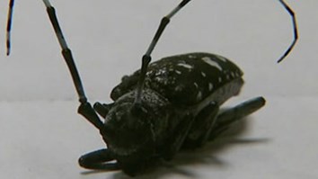 Asian Long Horned Beetle 600X337
